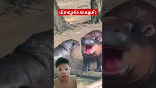 หมูเด้ง moodeng mukbang [upl. by Donoho]