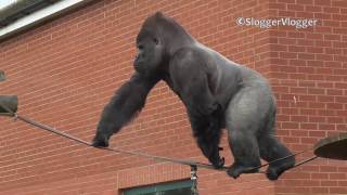 Massive Silverback Gorilla On A Tightrope Walk [upl. by Arawaj]