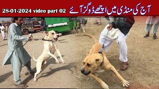 28 01 2024 video par2  Rawalpindi Dog Mandi  Mubashir info  kohat dog  etwar mandi  sunday dog [upl. by Geesey994]