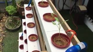 Hydroponics in the Philippines DIY [upl. by Nalad]