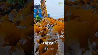 How Chinese Farmers Cultivate Kelp kelp kelpfarm shorts [upl. by Auoz962]