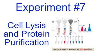 Cell Lysis and Protein Purification [upl. by Aber]