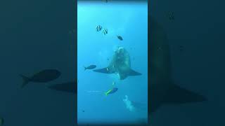 வித்தியாசமான மீன்  sunfish eats jellyfish  Tamil Info Share shorts [upl. by Shelbi]