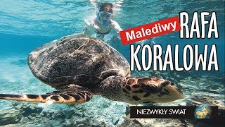 Niezwykly Swiat 4K  Malediwy  Rafa koralowa  Żółwie cz 1 [upl. by Kwapong615]