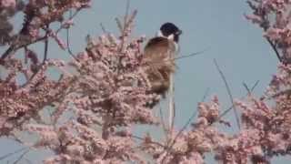 Reed bunting sspEmberiza schoeniclus reiserii [upl. by Nossaj]