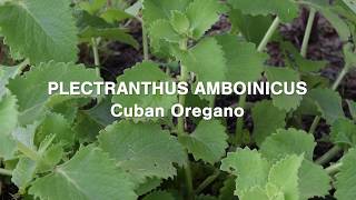 Plectranthus Amboinicus Cuban Oregano Tasty and Many Health Benefits [upl. by Lida]