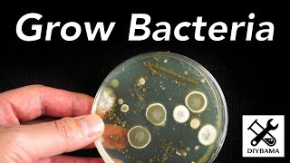 How to Grow Bacteria [upl. by Kentigerma]