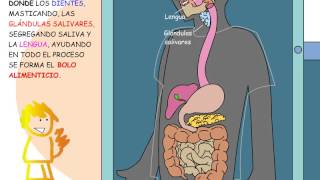 La digestión paso a paso [upl. by Socrates]