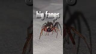 Silly spider  huge fangs woodlouse spider [upl. by Nahtonoj466]