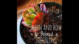 When to Cut Off Succulent to Reroot [upl. by Schwerin]