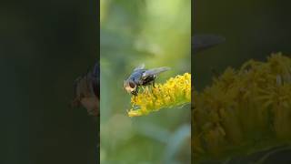 Tachinid Fly visits Goldenrod flowers [upl. by Yadrahc]