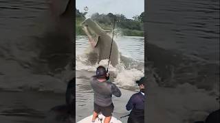 Giant Catfish Caught by Angler 🦭🐟🐲🐙 giantcreature derpseafishing [upl. by Haliled165]