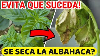 Por Que Se SECA La ALBAHACA🌿 Cuidados Planta Albahaca En Casa [upl. by Stav]