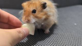 Toto the Hamster Indulge in Juicy Peaches 🐹🍑  Adorable Hamster Snacking [upl. by Nahtnhoj17]