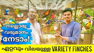 Exotic Finches Collection in Malayalam Costly Finch Collection വിവിധ ഇനം ഫിഞ്ചസിനെ പരിചയപ്പെടാം [upl. by Bussey932]