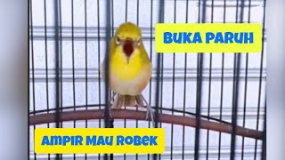 Masteran Pleci Gacor Suara Ngalas Buka Paruh Ngoto Paruh Ampir Robek  Pleci Monty Montanus Ngalas [upl. by Niarbo]