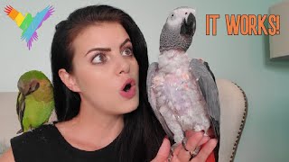 6 WAYS TO TEACH YOUR PARROT TO TALK  PARROT TALK Merlin Subtitles  MARLENE MCCOHEN [upl. by Aprilette964]