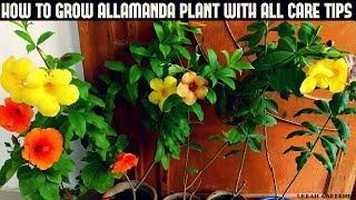 How to Grow Allamanda Plant With All Care Tips Fast N Easy [upl. by Morrie472]