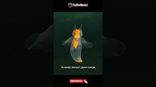 கடல் தேவதை மற்றும் கடல் பட்டாம்பூச்சி  Sea Angel vs Sea Butterfly  Science Facts shorts short [upl. by Issak334]