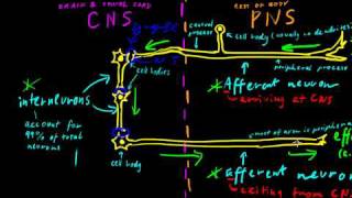 Part 2  Classes of Neurons [upl. by Punak]