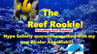 Hypo salinity quarantine method with bicolor angelfish [upl. by Froemming343]