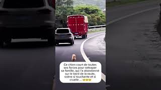 Avant vos voyages penser à trouver une solution pour votre 🐶 Des dog sitters existent [upl. by Helms]