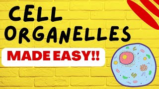 Cell Biology Cell Organelles explained in 5 minutes [upl. by Jamnis]