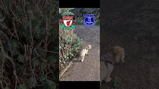 Puppy and Rusty walk in a park between Liverpool FC and Everton Football club [upl. by Darra]