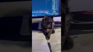 Brookie Cookie 🍪 Kitten playing with my pen [upl. by Yklam]