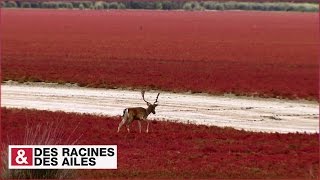 Parc National de Doñana  un havre sauvage en Andalousie [upl. by Marcie]