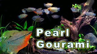 All You Need to Know About The Ultimate Gourami Pearl Gourami Care and Breeding [upl. by Irama]