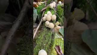 Lycoperdon pyriforme Stump puffball Rain mushroom [upl. by Kellby]