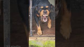 angry Rottweiler barking sound viral angrypuppy cutepet dog funny angry animal pets animals [upl. by Nichol]