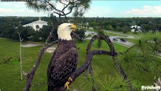 M15 Southwest Florida Eagle Cam Southwest Florida Eagle Cam [upl. by Nnylahs]