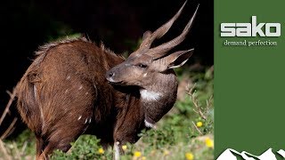 Bushbuck hunt in the Eastern Cape [upl. by Resneps414]