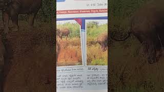 trending news animals elephant [upl. by Ttocserp870]