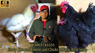 Lohmann Brown Hen and Fancy Hen and Rooster and Chicks at Nazar Birds Setup Feb 2024 Karachi [upl. by Erihppas958]