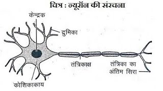 तंत्रिका कोशिका न्यूरॉन [upl. by Neeloj]