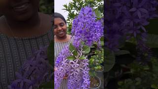 Most Beautiful PETREA 💜 Sandpaper Vine💜 Order through Website shortsfeed shorts [upl. by Bryna]