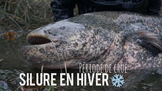 Une Pêche dHIVER les SILURES toujours actifs [upl. by Eentrok]