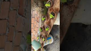 Growing cabbage 🔥💫😱 at home vegetablegardening shortsvideo garden homegardening naturelovers [upl. by Emiline978]