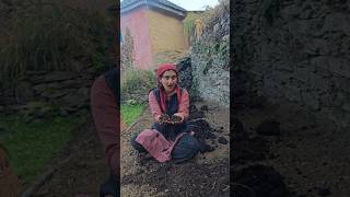 Organic farming starts with cow dung shrutipahari OrganicFarmingCowDungRadishHealthyLiving [upl. by Estele]