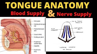 Tongue Anatomy 45  Nerve Supply amp Blood Supply of Tongue [upl. by Dorey]