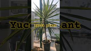 yucca plant l yucca plant shorts ytshorts youtube shortsfeed gardening garden trending [upl. by Naujik983]