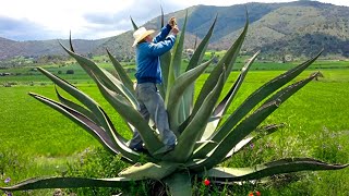 Los magueyes tienen SEMILLAS así nace un maguey sin ayuda del hombre [upl. by Rafaj316]