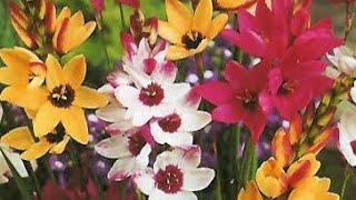 Growing IxiaSparaxiswinter flowering plant you can grow from bulbs [upl. by Jenesia]