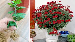 Discover a simple and successful way to propagate ornamental plants that anyone can do [upl. by Slin]