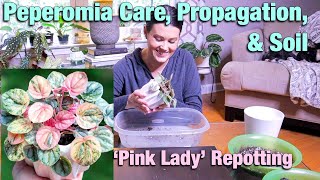 Peperomia Care Tips Repotting amp Propagation  Peperomia Pink Lady  Repot With Me [upl. by Harald]