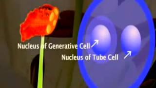 Development of the Male Gametophyte and Pollen in Flowering plant [upl. by Ayoras]