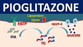 Pioglitazone  Mechanism side effects precautions and uses [upl. by Skye535]